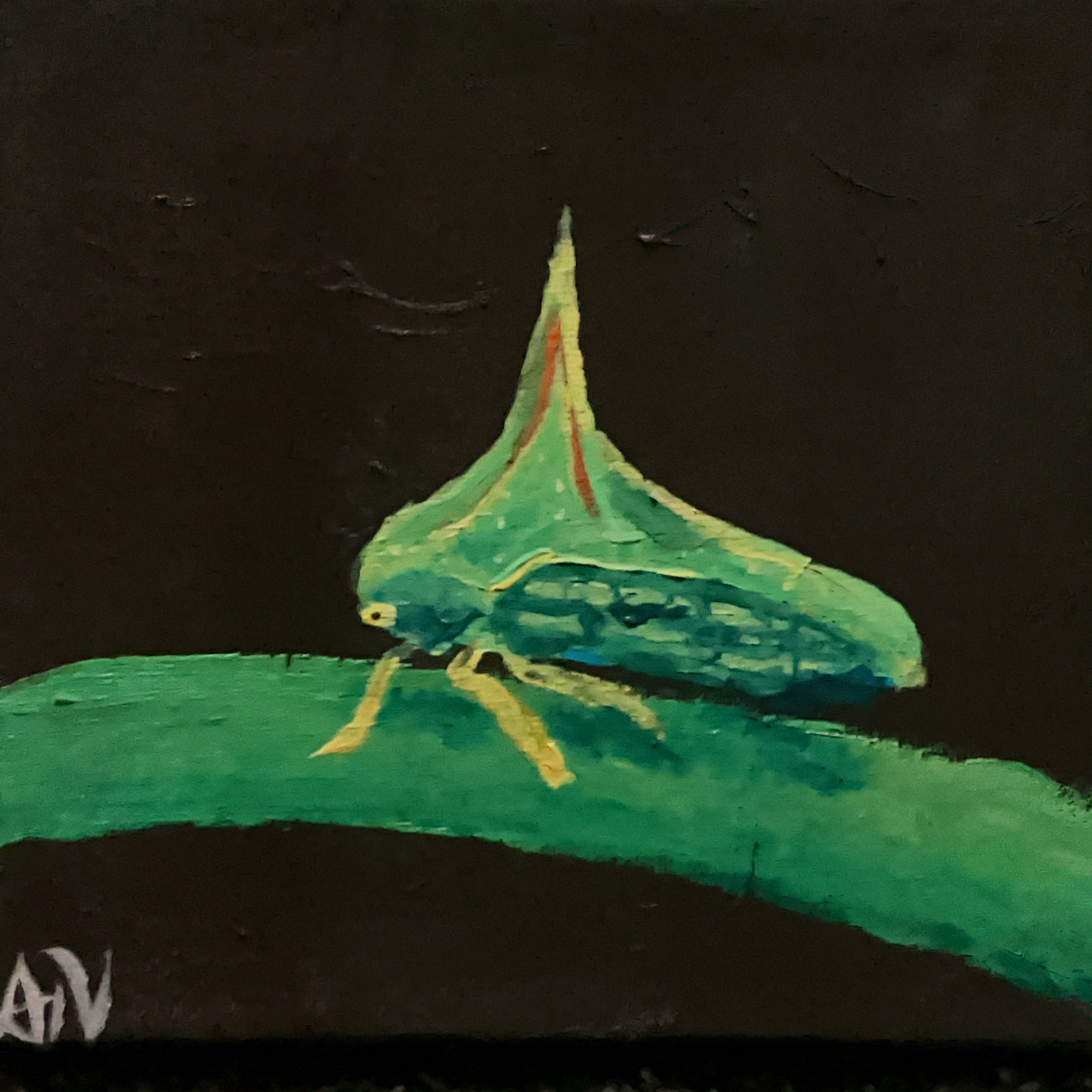 Thorn Treehopper